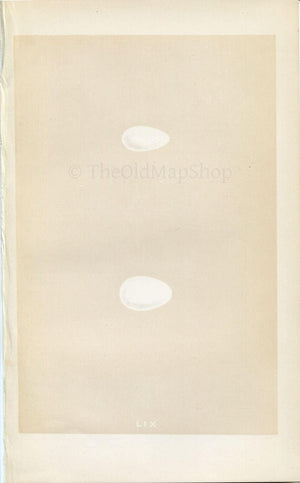 Morris Antique Birds Egg Print, Swift & Alpine Swift, 1867 Book Plate LIX