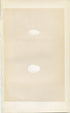 Morris Antique Birds Egg Print, Swift & Alpine Swift, 1867 Book Plate LIX