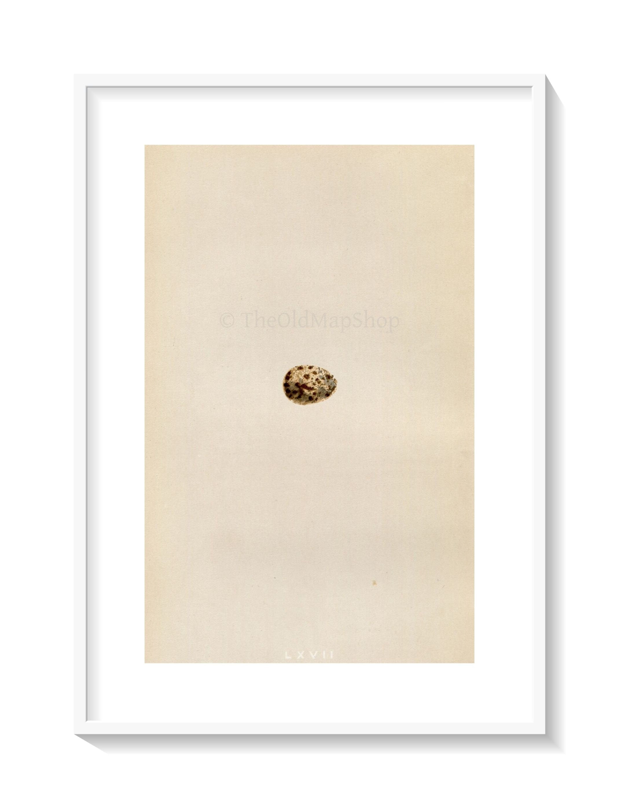 Morris Antique Birds Egg Print, Richard's Pipit, 1867 Book Plate LXVII