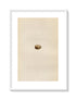 Morris Antique Birds Egg Print, Richard's Pipit, 1867 Book Plate LXVII