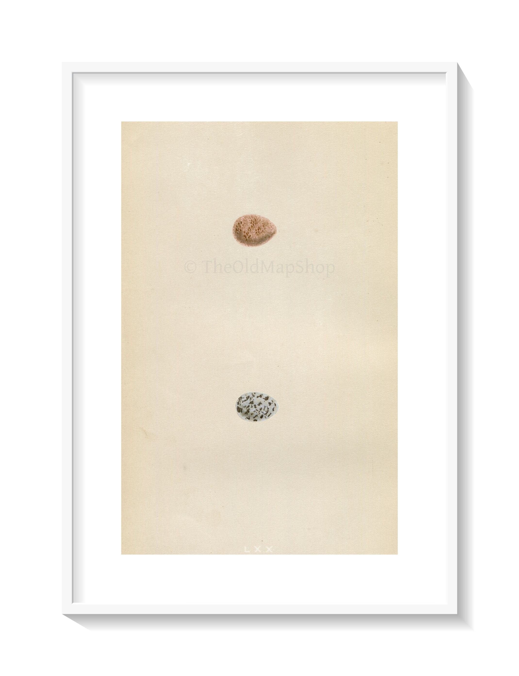 Morris Antique Birds Egg Print, Tree Pipit, 1867 Book Plate LXX