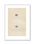 Morris Antique Birds Egg Print, Tree Pipit, 1867 Book Plate LXX