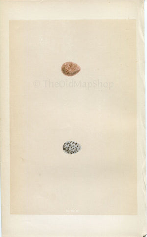 Morris Antique Birds Egg Print, Tree Pipit, 1867 Book Plate LXX