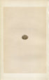 Morris Antique Birds Egg Print, Rock Pipit, 1867 Book Plate LXXI