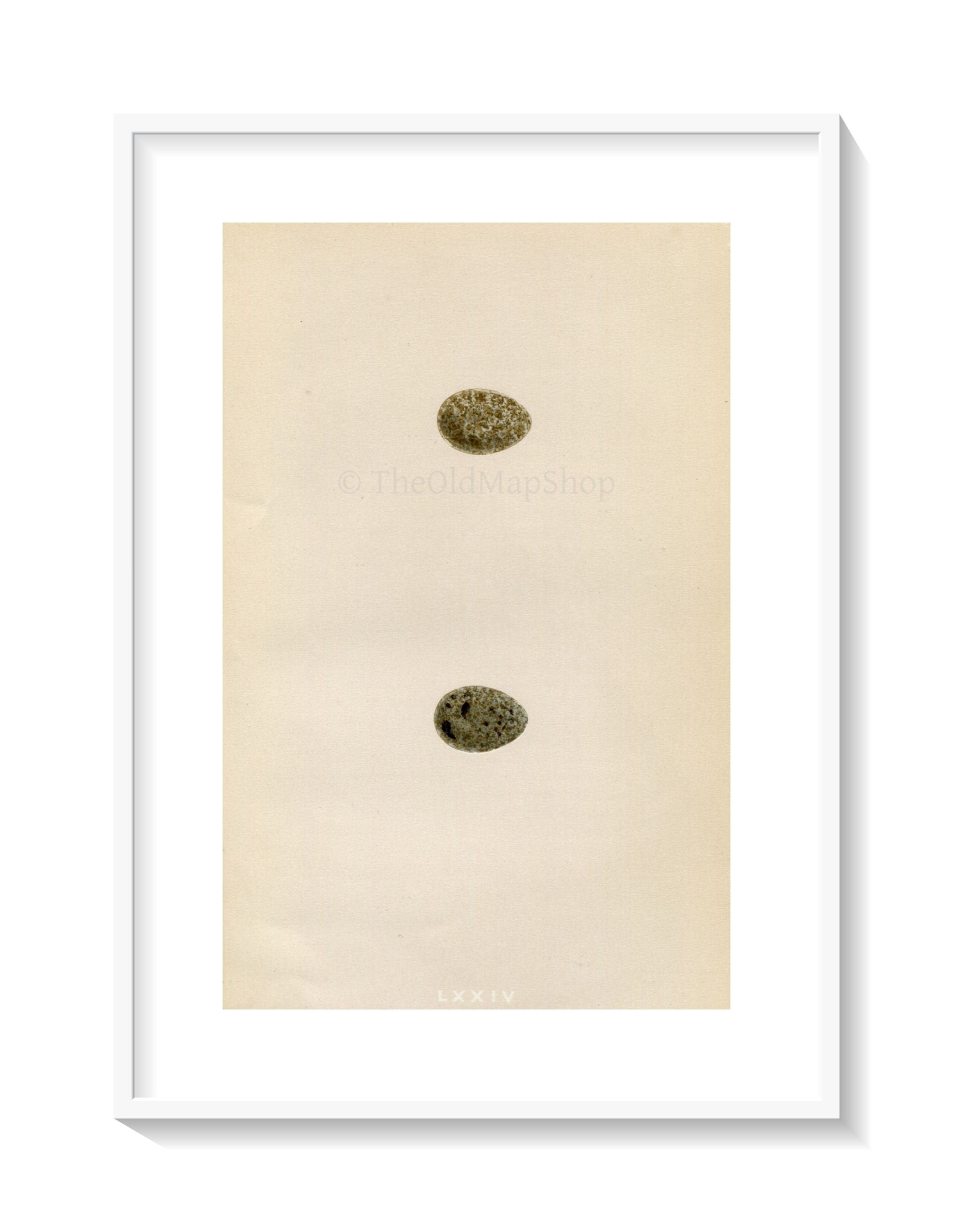 Morris Antique Birds Egg Print, Sky Lark & Crested Lark, 1867 Book Plate LXXIV