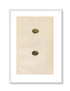 Morris Antique Birds Egg Print, Sky Lark & Crested Lark, 1867 Book Plate LXXIV