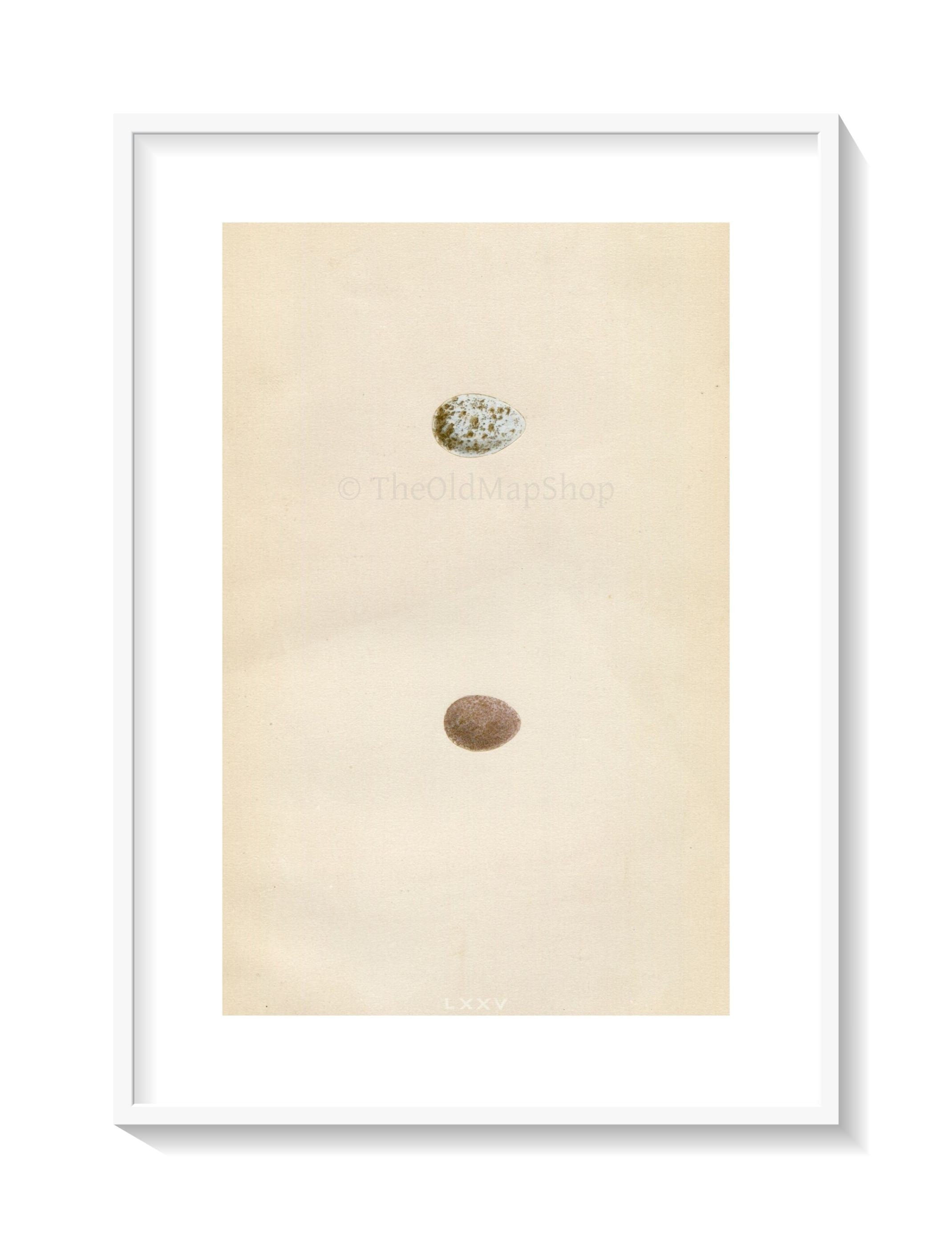 Morris Antique Birds Egg Print, Snow Bunting & Lapland Bunting, 1867 Book Plate LXXV