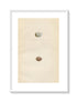 Morris Antique Birds Egg Print, Snow Bunting & Lapland Bunting, 1867 Book Plate LXXV