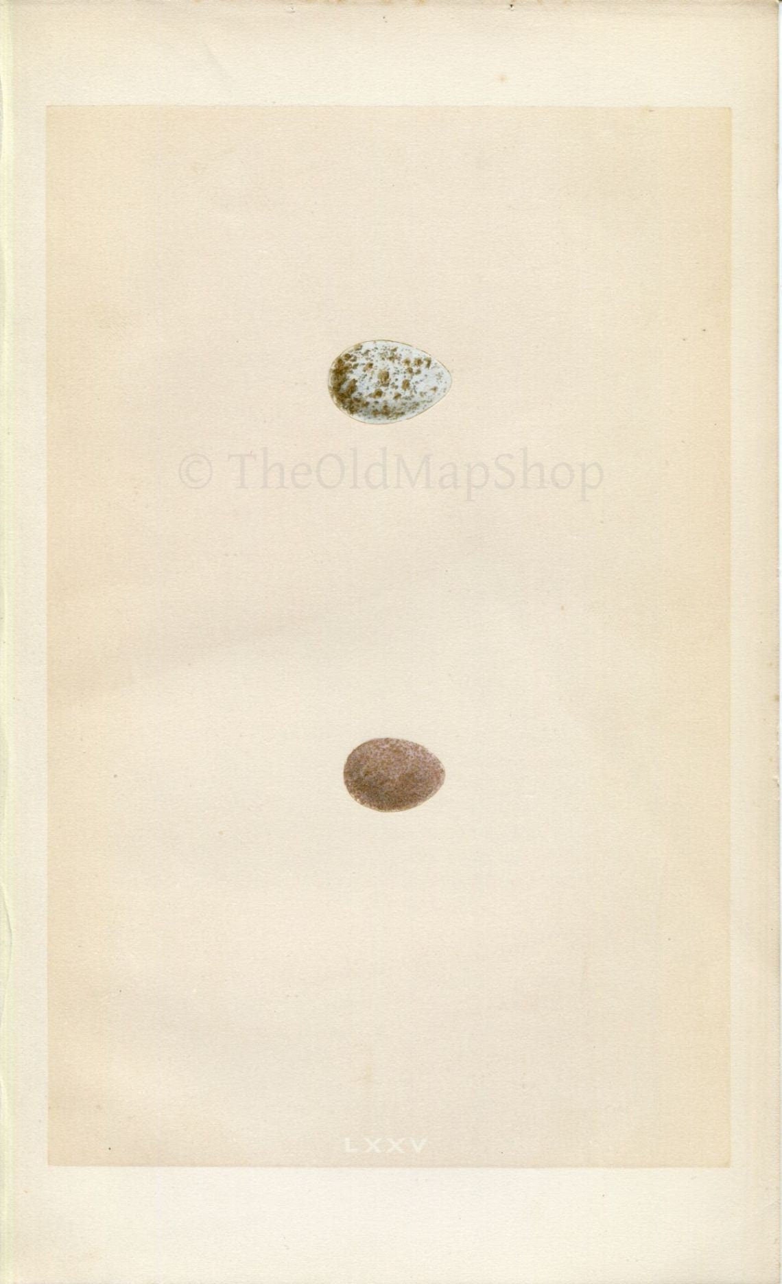 Morris Antique Birds Egg Print, Snow Bunting & Lapland Bunting, 1867 Book Plate LXXV