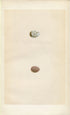 Morris Antique Birds Egg Print, Snow Bunting & Lapland Bunting, 1867 Book Plate LXXV