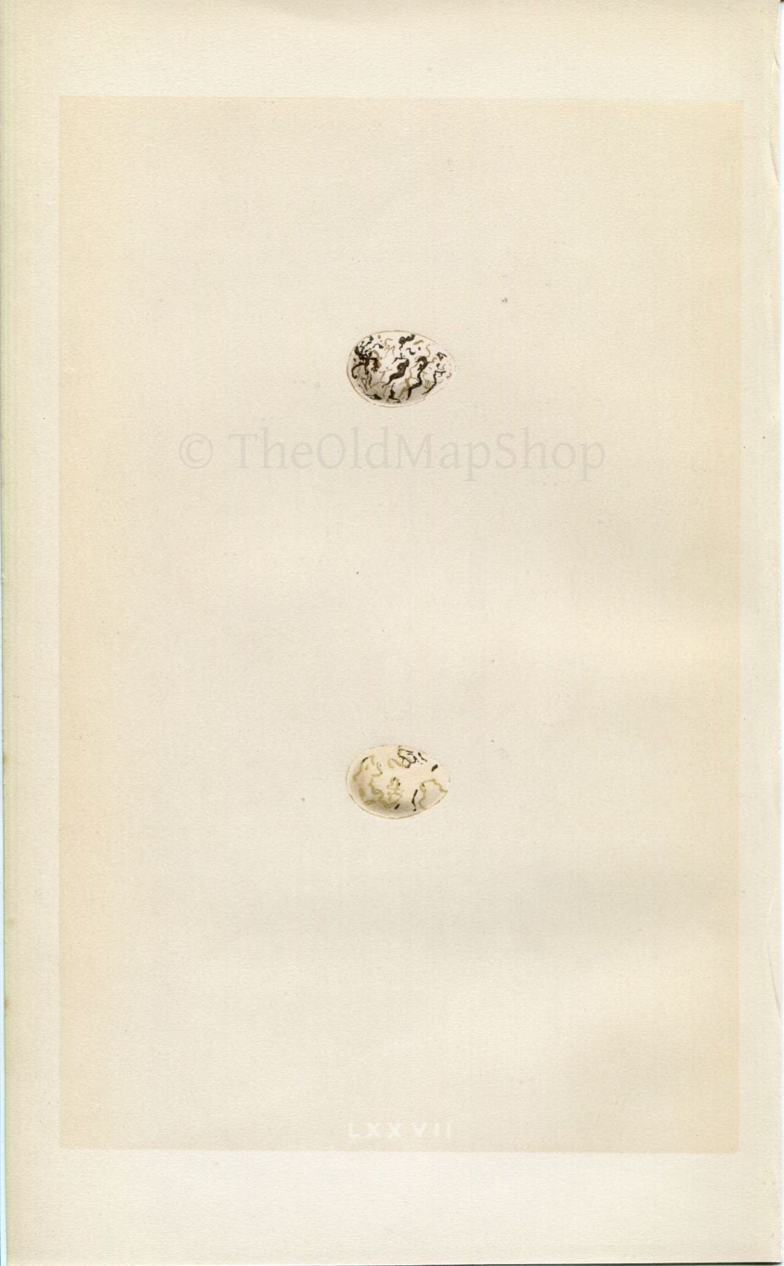 Morris Antique Birds Egg Print, Black-Headed Bunting, 1867 Book Plate LXXVII