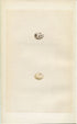 Morris Antique Birds Egg Print, Black-Headed Bunting, 1867 Book Plate LXXVII