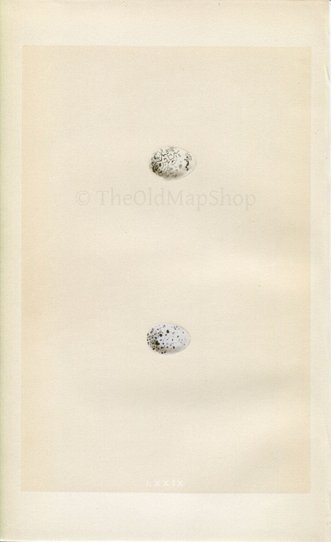 Morris Antique Birds Egg Print, Cirl Bunting & Ortolan, 1867 Book Plate LXXIX