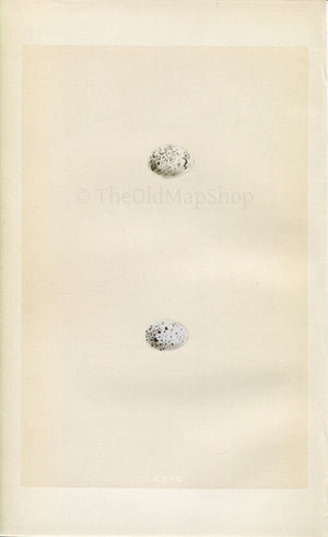 Morris Antique Birds Egg Print, Cirl Bunting & Ortolan, 1867 Book Plate LXXIX
