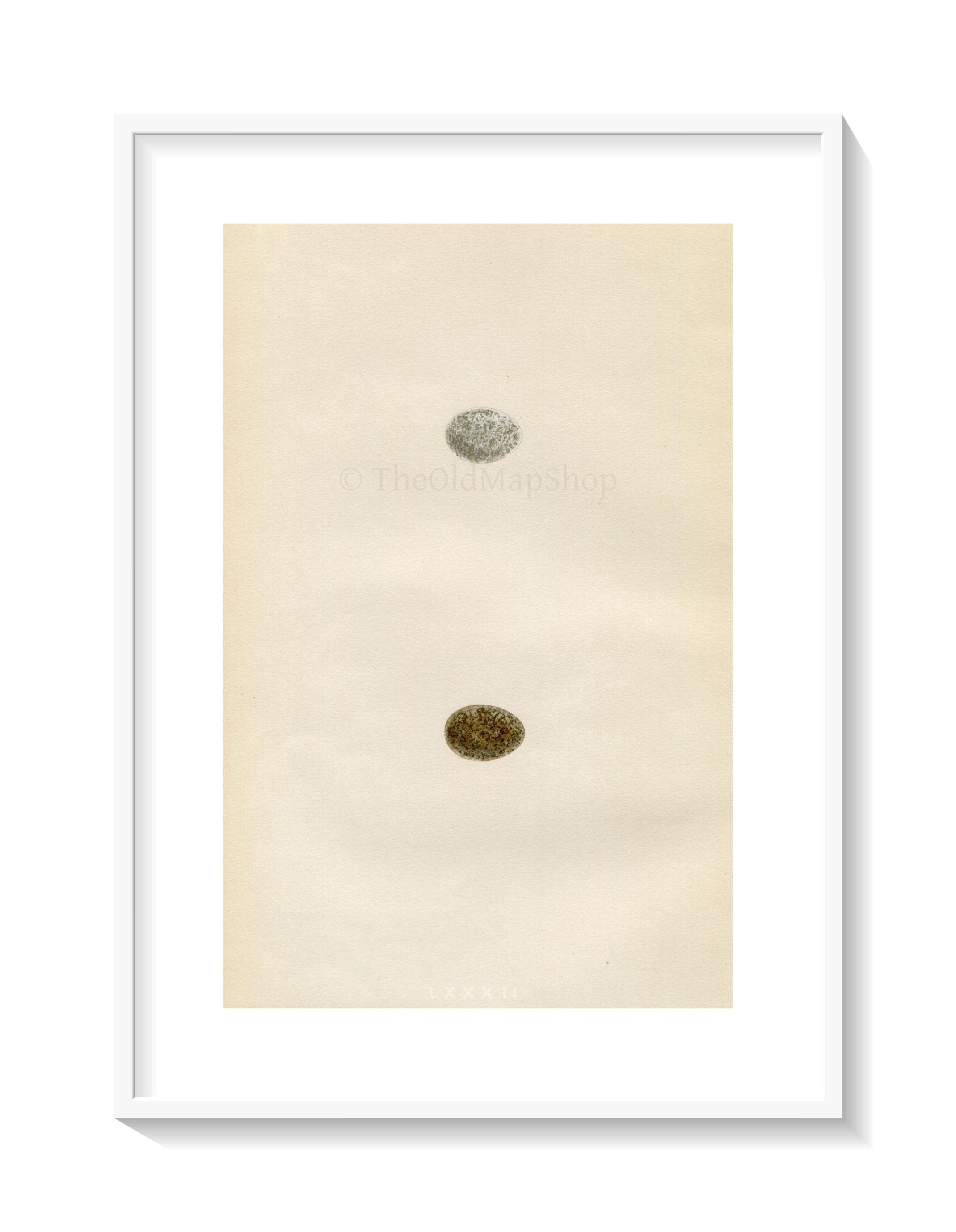Morris Antique Birds Egg Print, Tree Sparrow, 1867 Book Plate LXXXII