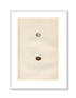 Morris Antique Birds Egg Print, Tree Sparrow, 1867 Book Plate LXXXII