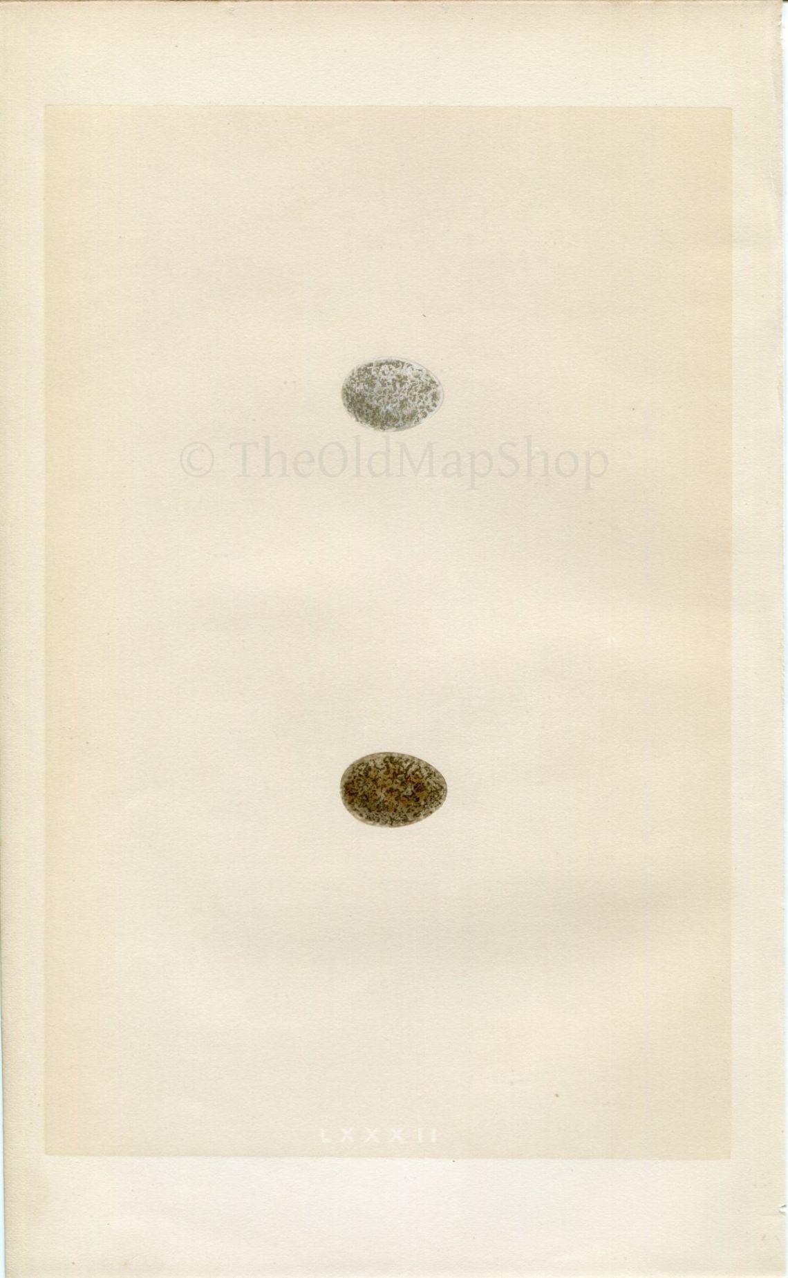 Morris Antique Birds Egg Print, Tree Sparrow, 1867 Book Plate LXXXII
