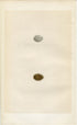 Morris Antique Birds Egg Print, Tree Sparrow, 1867 Book Plate LXXXII