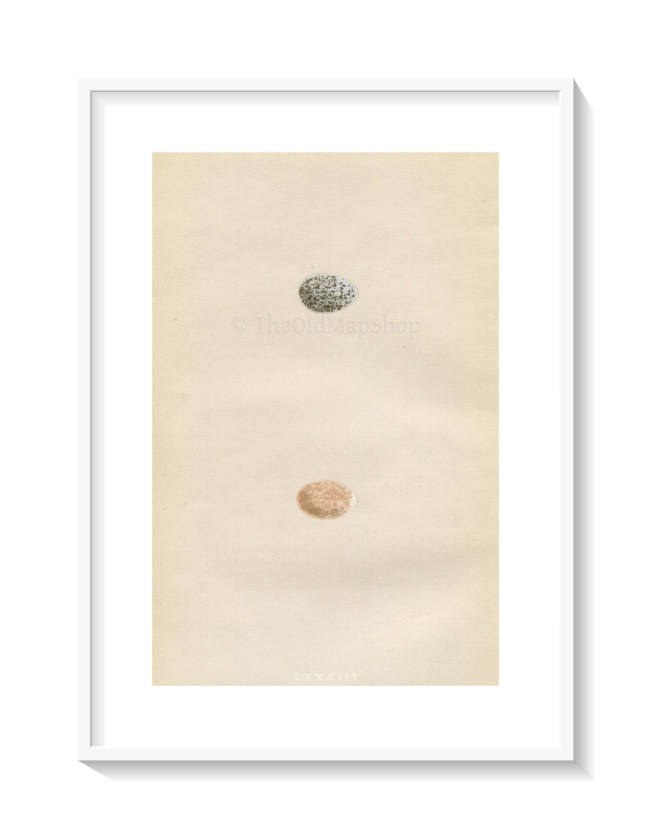 Morris Antique Birds Egg Print, Sparrow, 1867 Book Plate LXXXIII