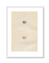 Morris Antique Birds Egg Print, Sparrow, 1867 Book Plate LXXXIII
