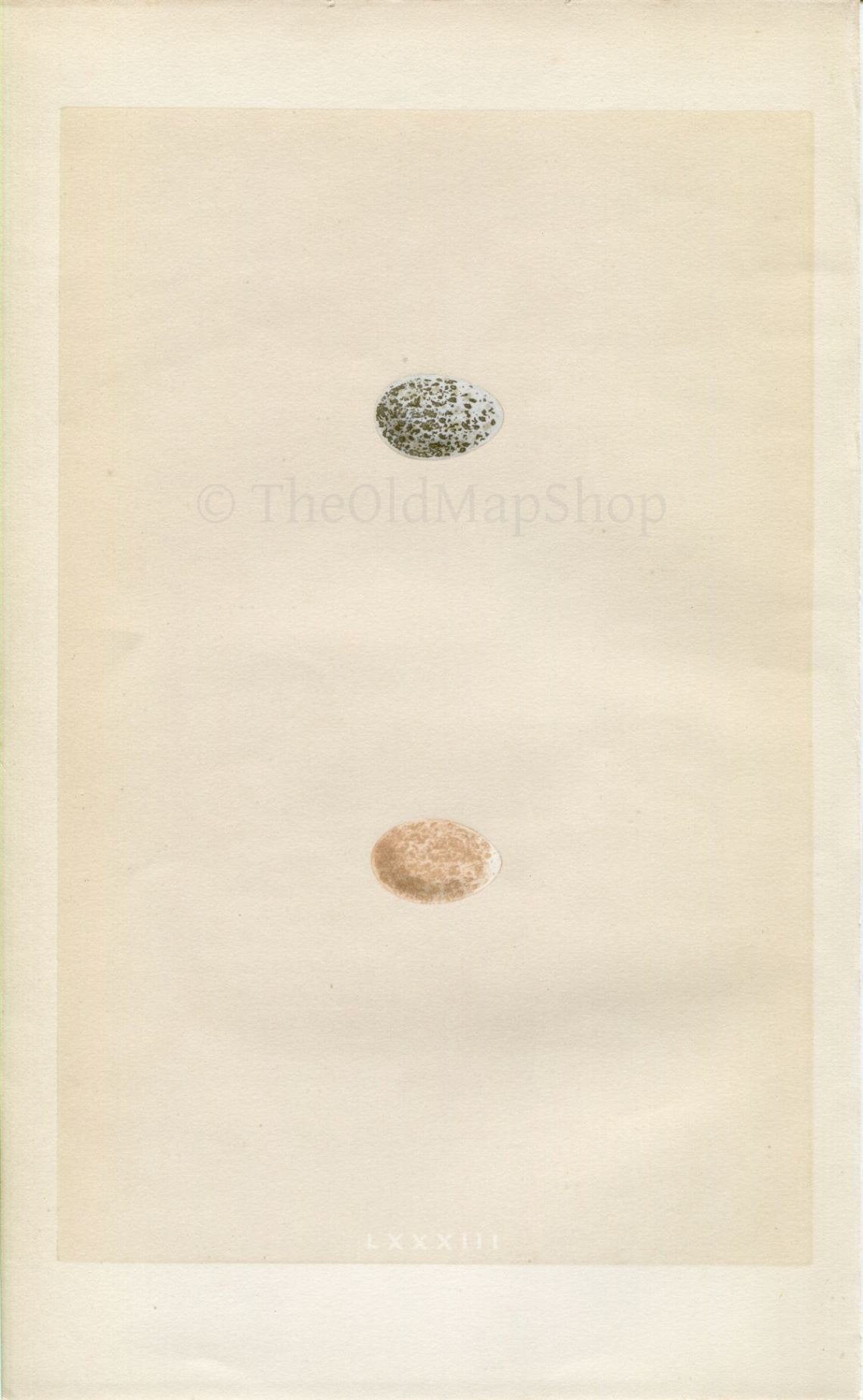 Morris Antique Birds Egg Print, Sparrow, 1867 Book Plate LXXXIII