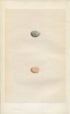 Morris Antique Birds Egg Print, Sparrow, 1867 Book Plate LXXXIII