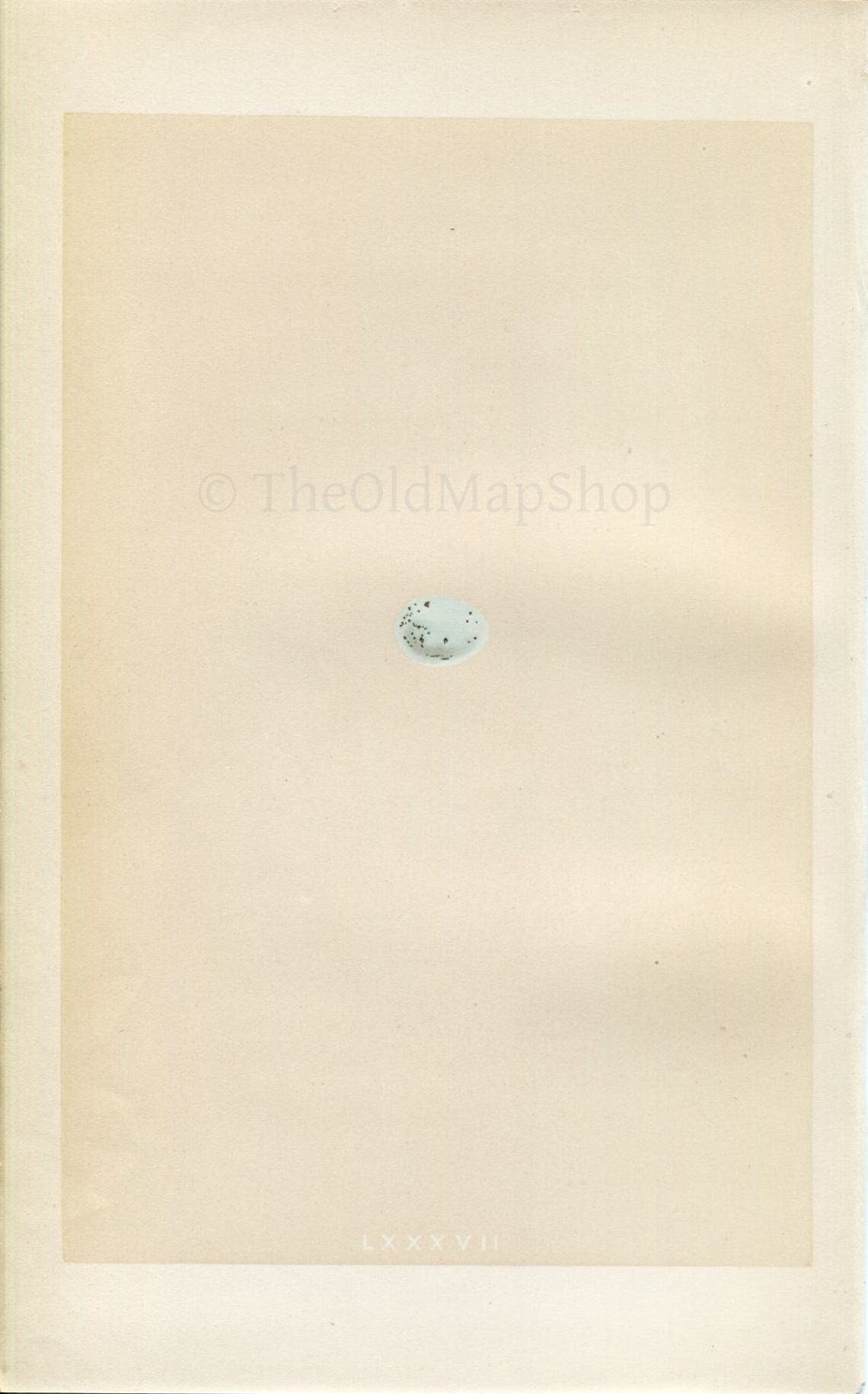 Morris Antique Birds Egg Print, Siskin, 1867 Book Plate LXXXVII