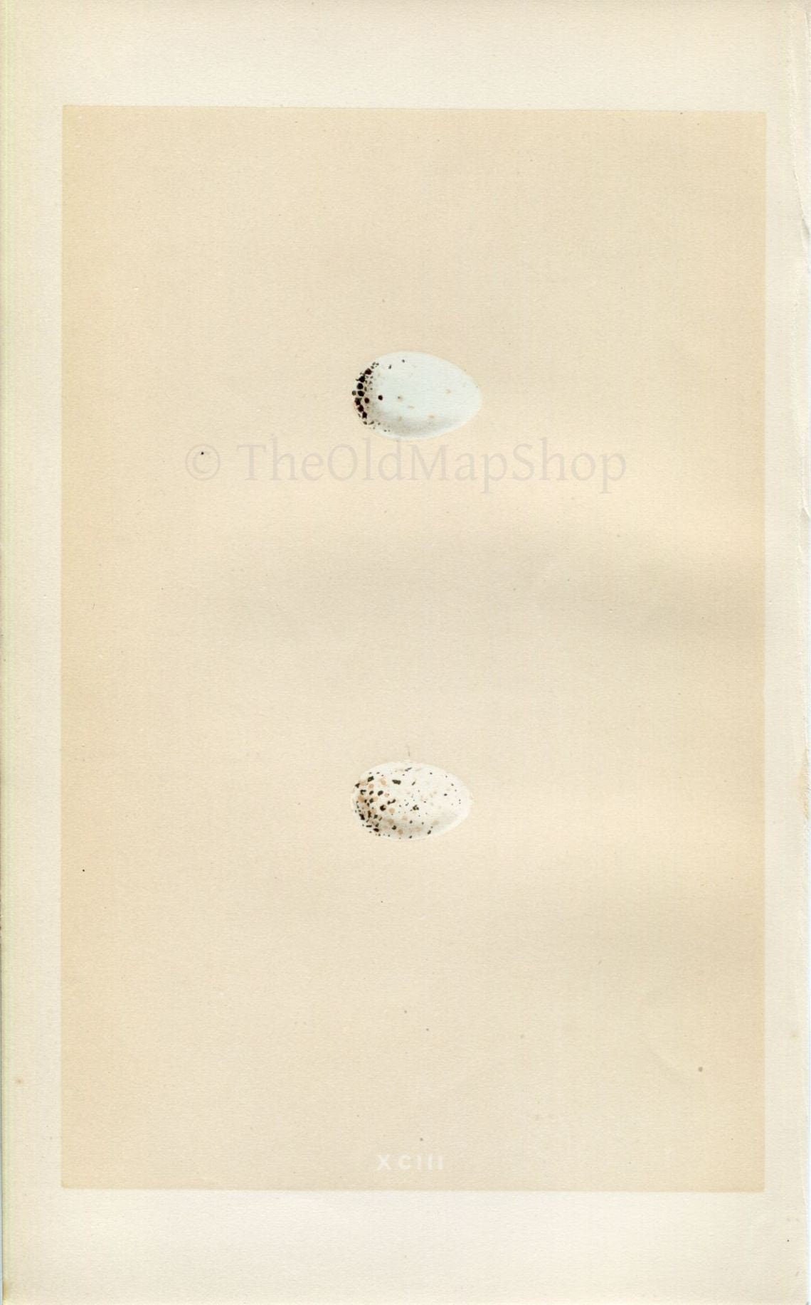 Morris Antique Birds Egg Print, Parrot Crossbill & American White-Winged Crossbill, 1867 Book Plate XCIII