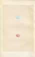 Morris Antique Birds Egg Print, Wheatear & Grasshopper Warbler, 1867 Book Plate CXIV
