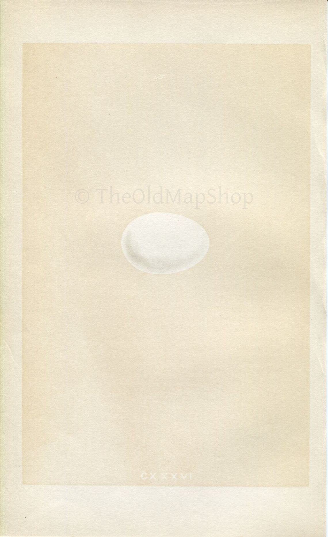 Morris Antique Birds Egg Print, Passenger Pigeon, 1867 Book Plate CXXXVI