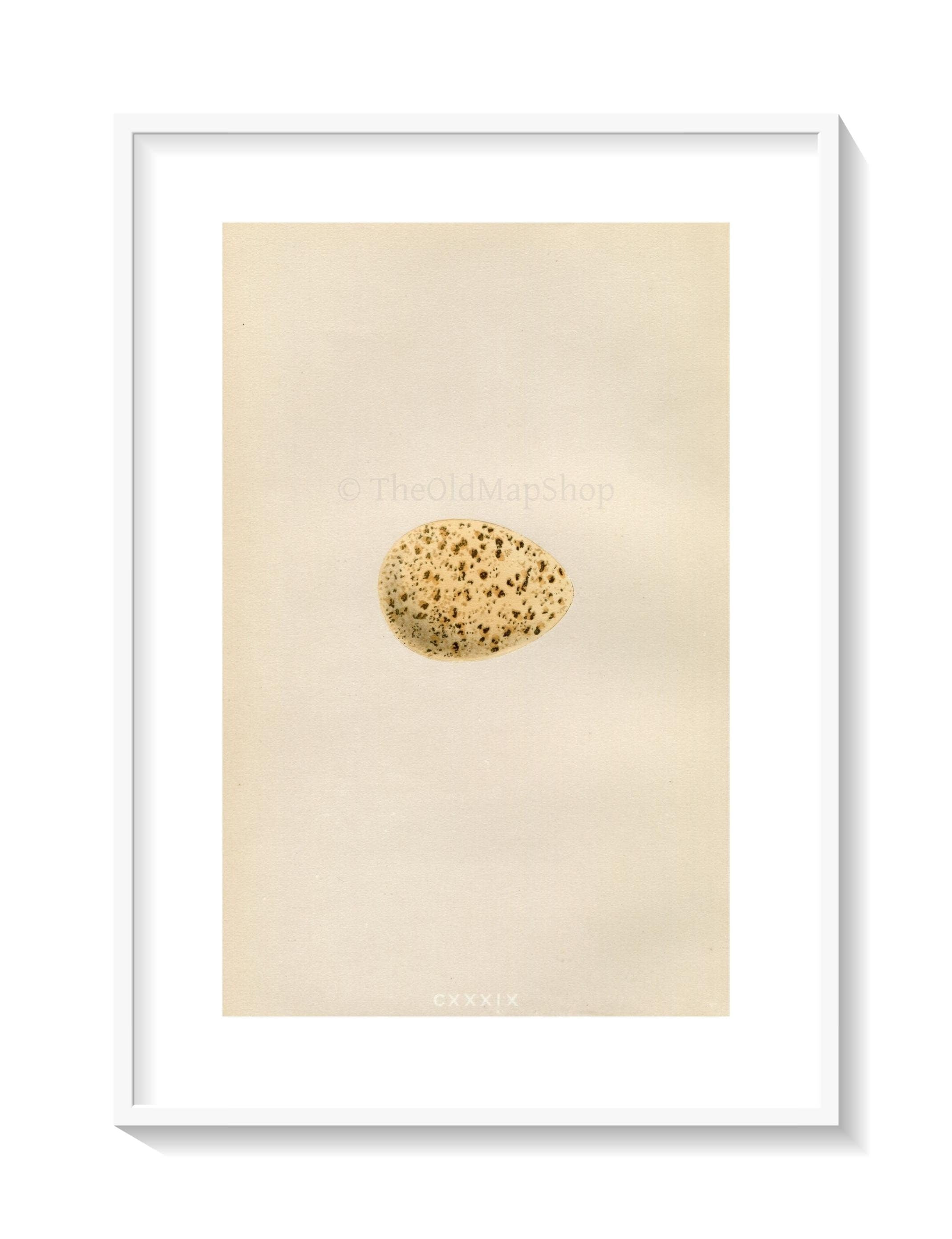 Morris Antique Birds Egg Print, Black Grouse, 1867 Book Plate CXXXIX