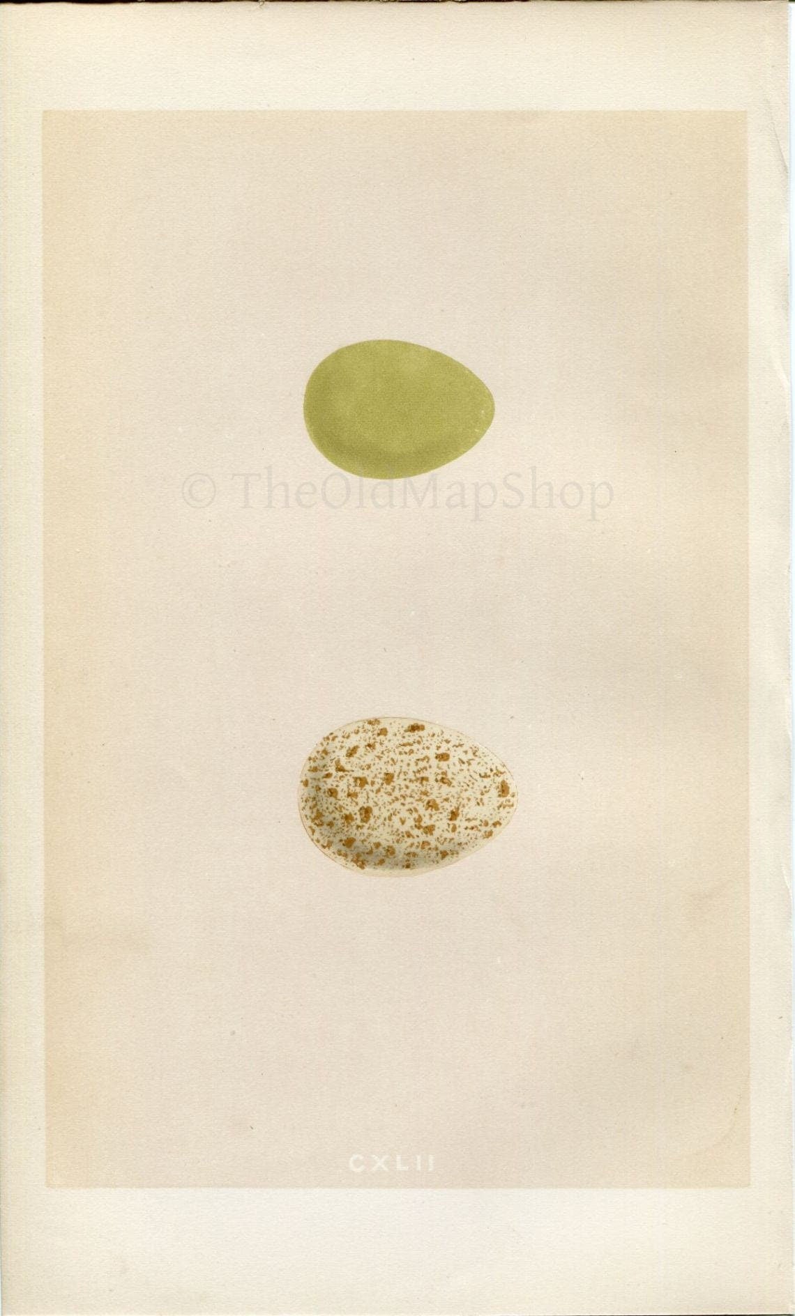 Morris Antique Birds Egg Print, Partridge & Red-Legged Partridge, 1867 Book Plate CXLII