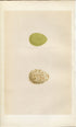 Morris Antique Birds Egg Print, Partridge & Red-Legged Partridge, 1867 Book Plate CXLII