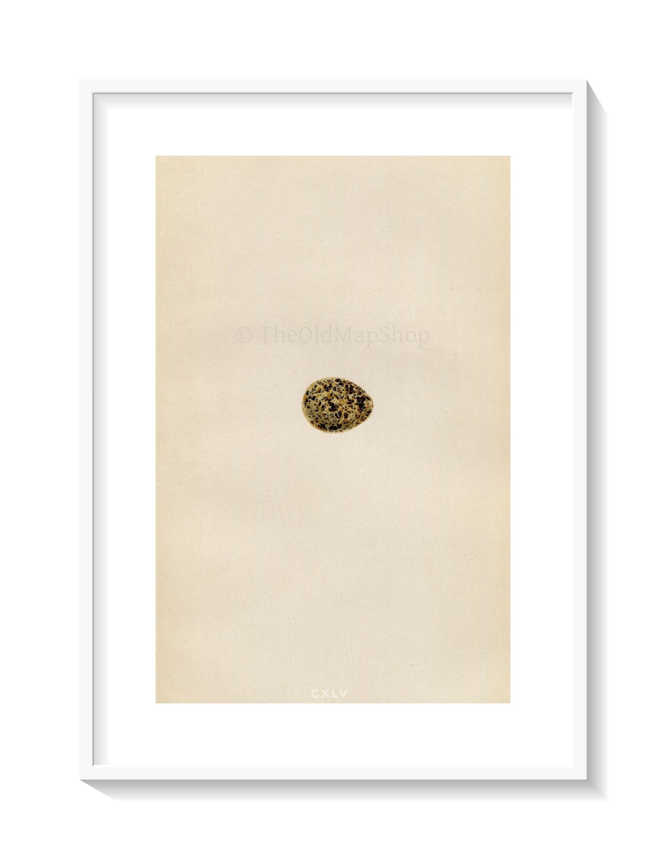 Morris Antique Birds Egg Print, Andalusian Quail, 1867 Book Plate CXLV