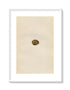 Morris Antique Birds Egg Print, Andalusian Quail, 1867 Book Plate CXLV
