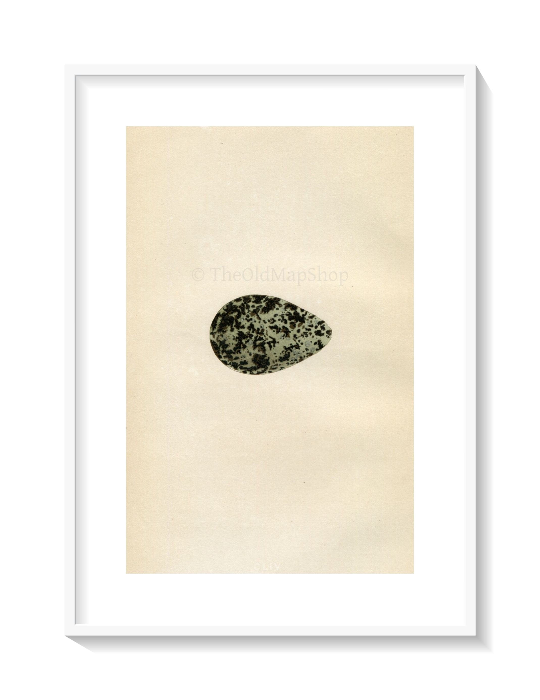 Morris Antique Birds Egg Print, Grey Plover, 1867 Book Plate CLIV