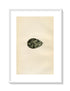 Morris Antique Birds Egg Print, Grey Plover, 1867 Book Plate CLIV