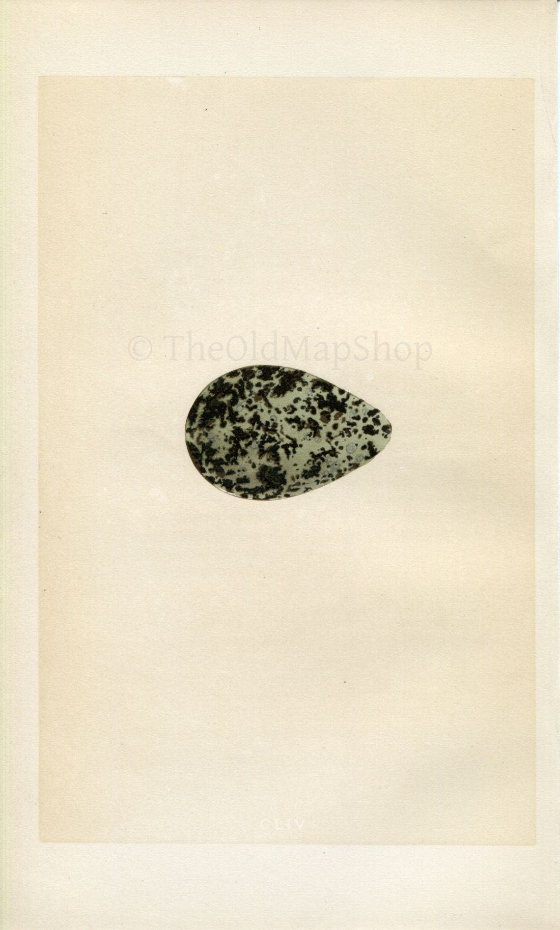 Morris Antique Birds Egg Print, Grey Plover, 1867 Book Plate CLIV