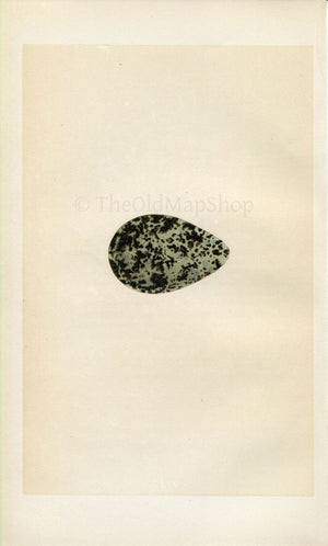 Morris Antique Birds Egg Print, Grey Plover, 1867 Book Plate CLIV