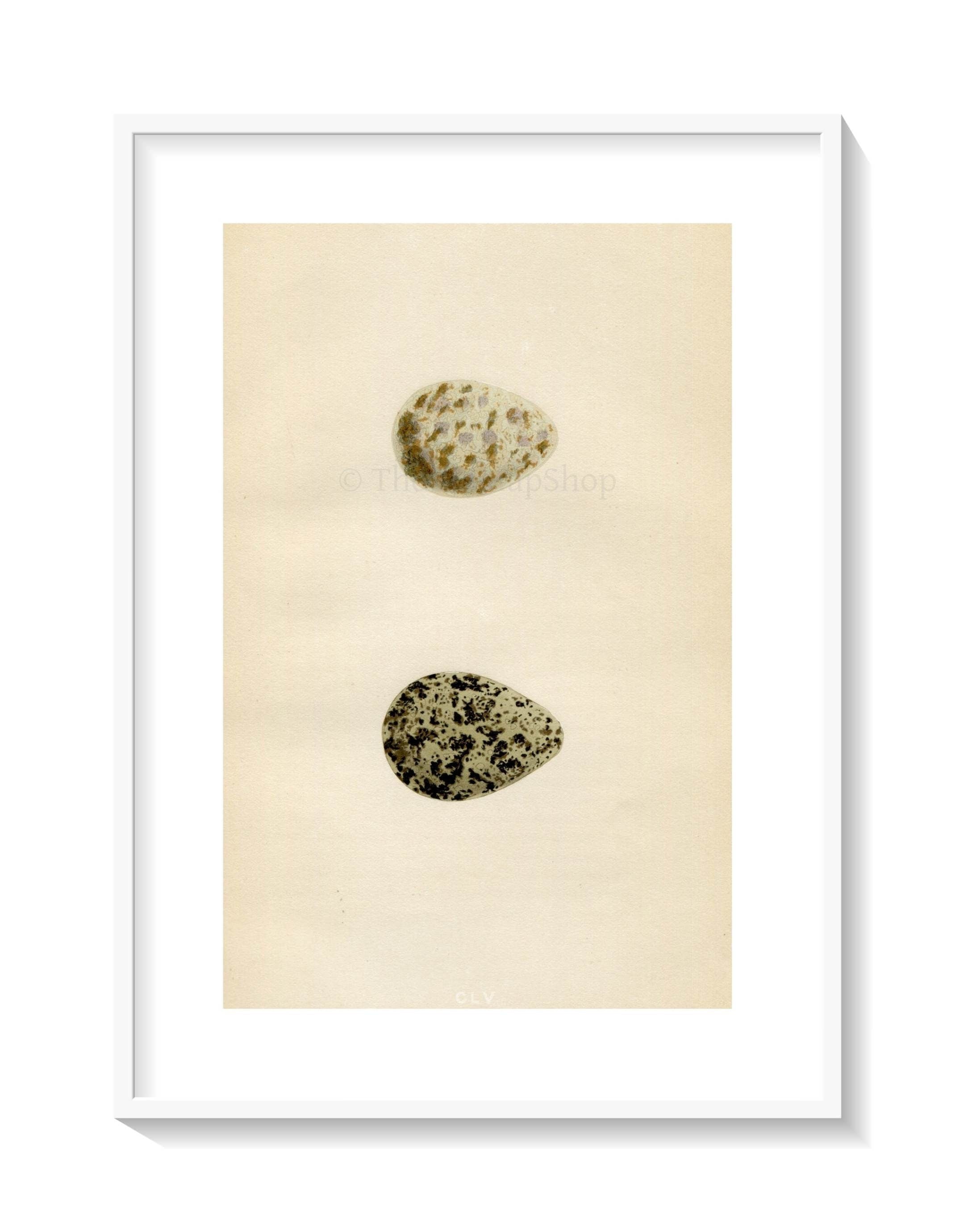 Morris Antique Birds Egg Print, Peewit & Turnstone, 1867 Book Plate CLV