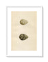 Morris Antique Birds Egg Print, Peewit & Turnstone, 1867 Book Plate CLV