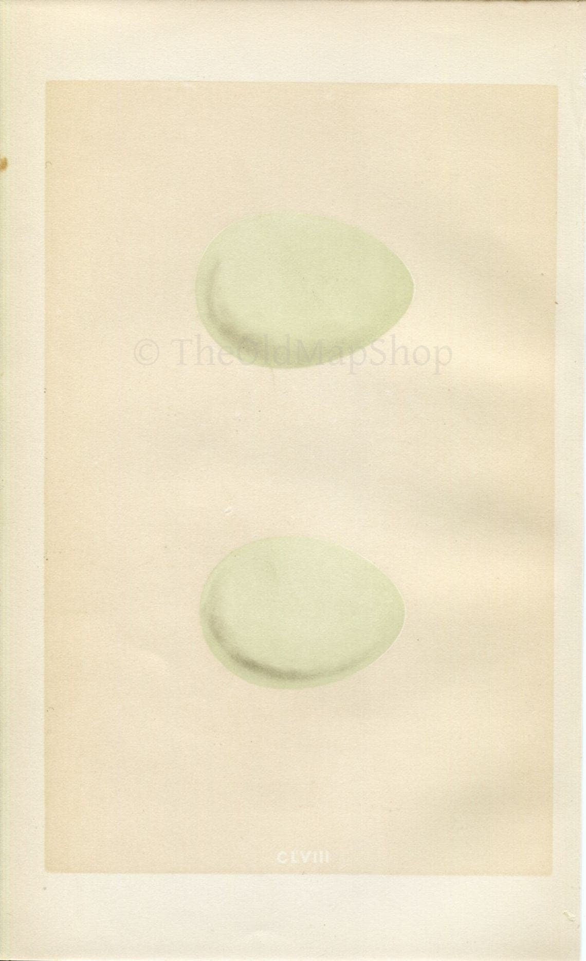 Morris Antique Birds Egg Print, Heron & Purple Heron, 1867 Book Plate CLVIII