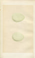 Morris Antique Birds Egg Print, Heron & Purple Heron, 1867 Book Plate CLVIII