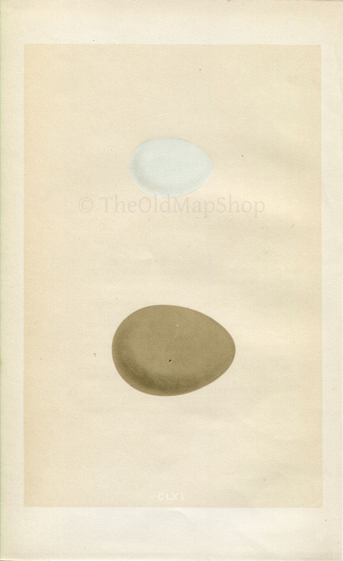 Morris Antique Birds Egg Print, Little Bittern & Bittern, 1867 Book Plate CLXI