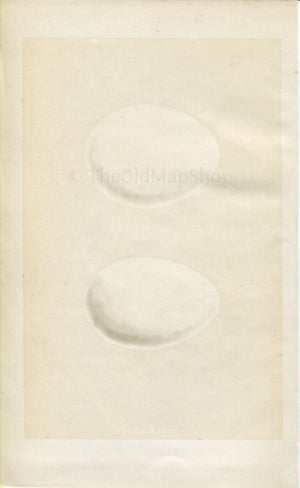 Morris Antique Birds Egg Print, White Stork & Black Stork, 1867 Book Plate CLXII