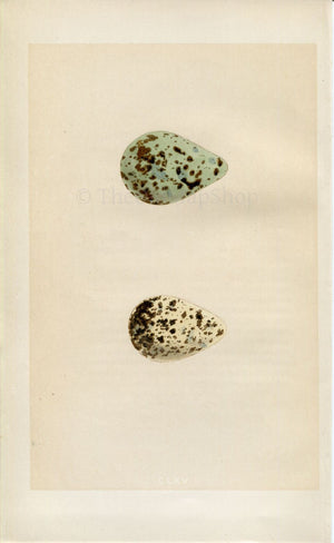 Morris Antique Birds Egg Print, Spotted Redshank & Redshank, 1867 Book Plate CLXV