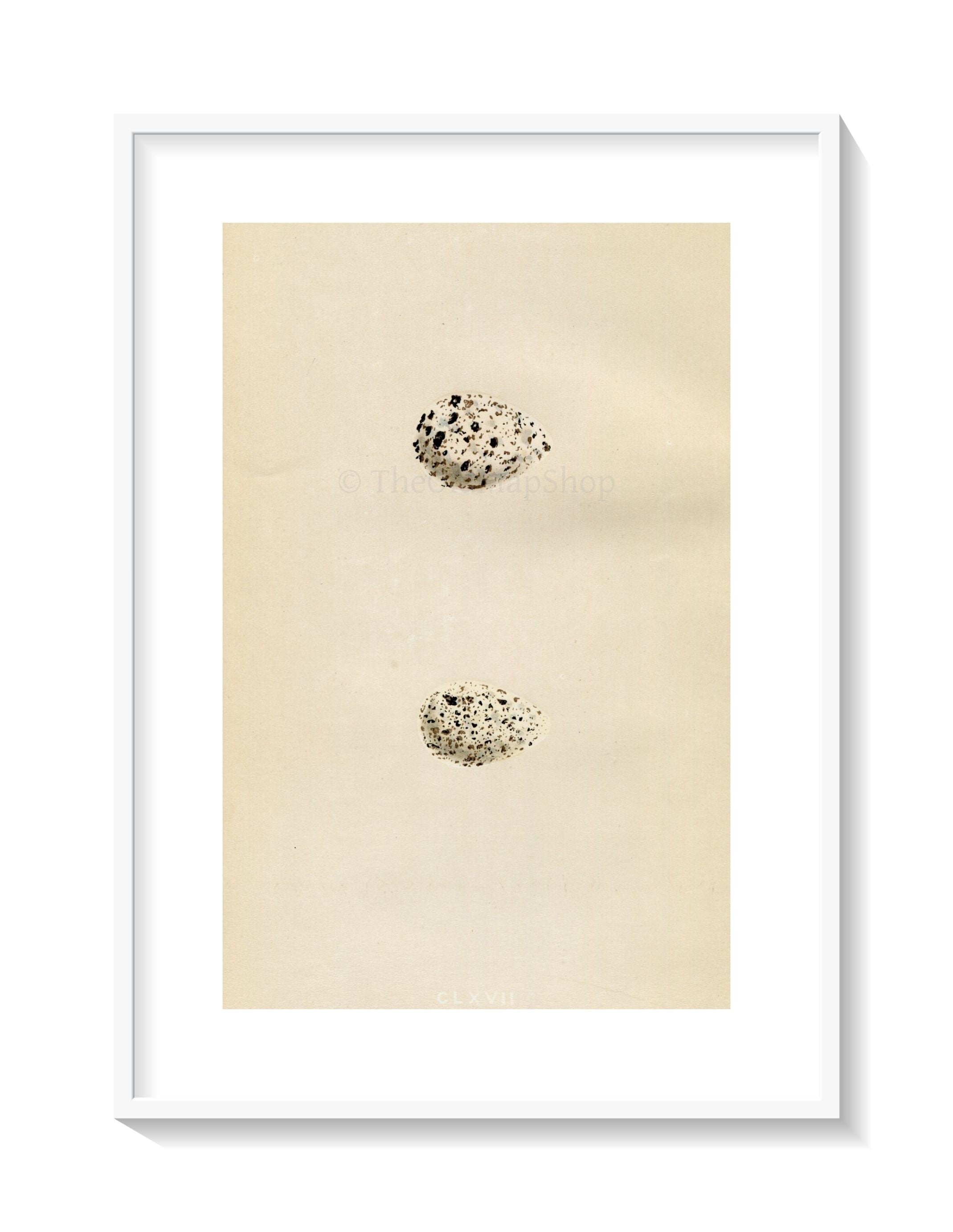 Morris Antique Birds Egg Print, Common Sandpiper & Spotted Sandpiper, 1867 Book Plate CLXVII
