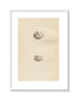 Morris Antique Birds Egg Print, Common Sandpiper & Spotted Sandpiper, 1867 Book Plate CLXVII