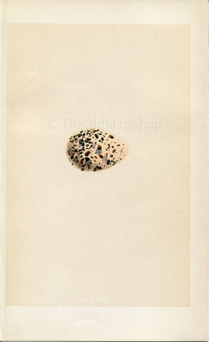 Morris Antique Birds Egg Print, Greenshank, 1867 Book Plate CLXVIII