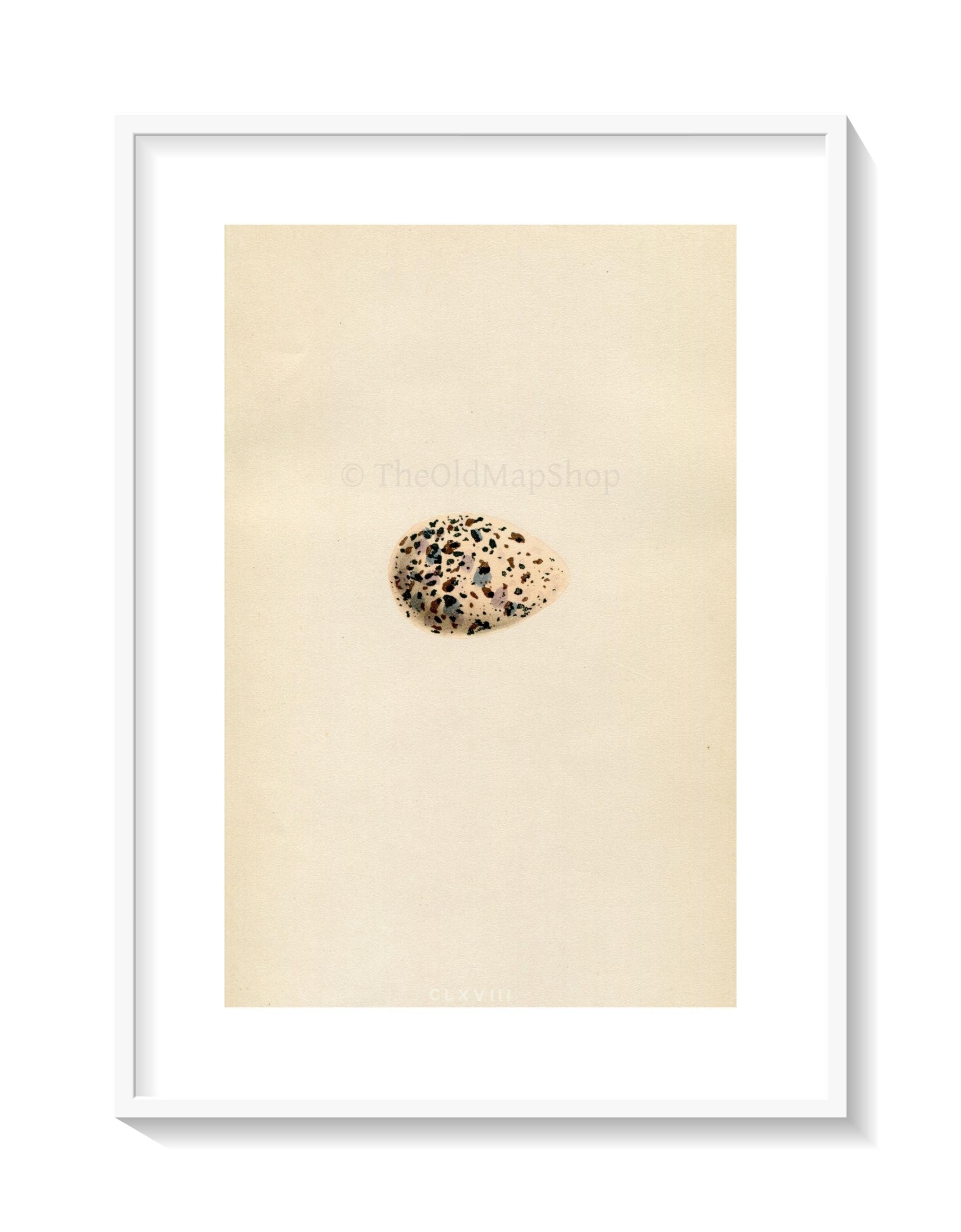 Morris Antique Birds Egg Print, Greenshank, 1867 Book Plate CLXVIII